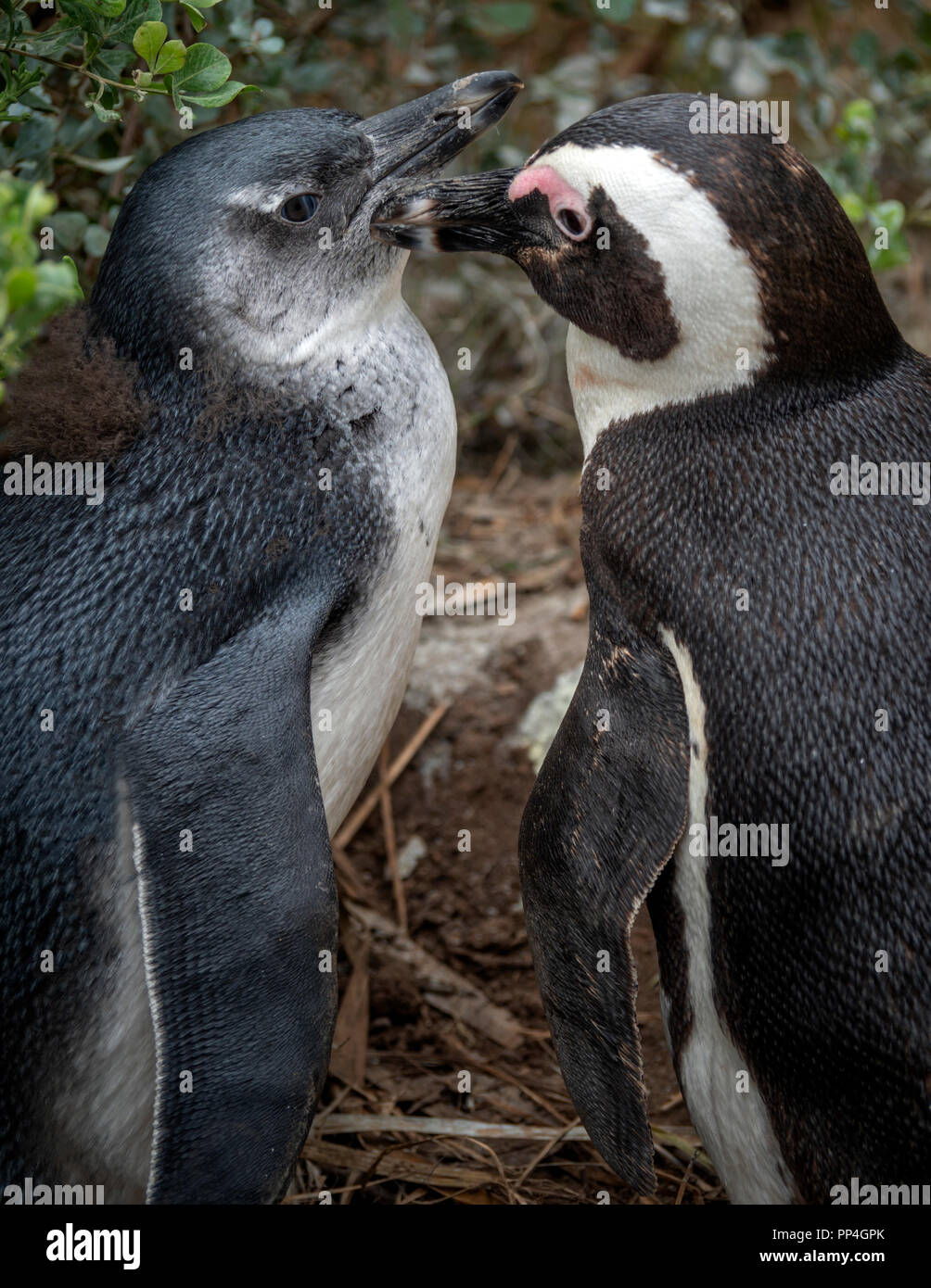 Chick essendo curato: i Penguins africani (Spheniscus demersus), noto anche come il jackass penguin e nero-footed pinguino di Boulders Beach, Western Cap Foto Stock