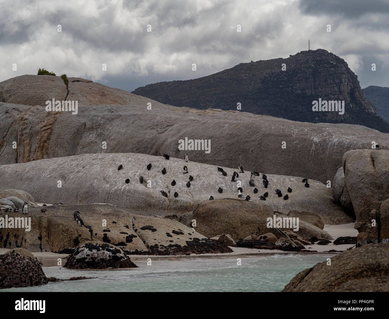 I Penguins africani (Spheniscus demersus), noto anche come il jackass penguin e nero-footed pinguino di Boulders Beach, Western Cape vicino a Città del Capo, Sou Foto Stock