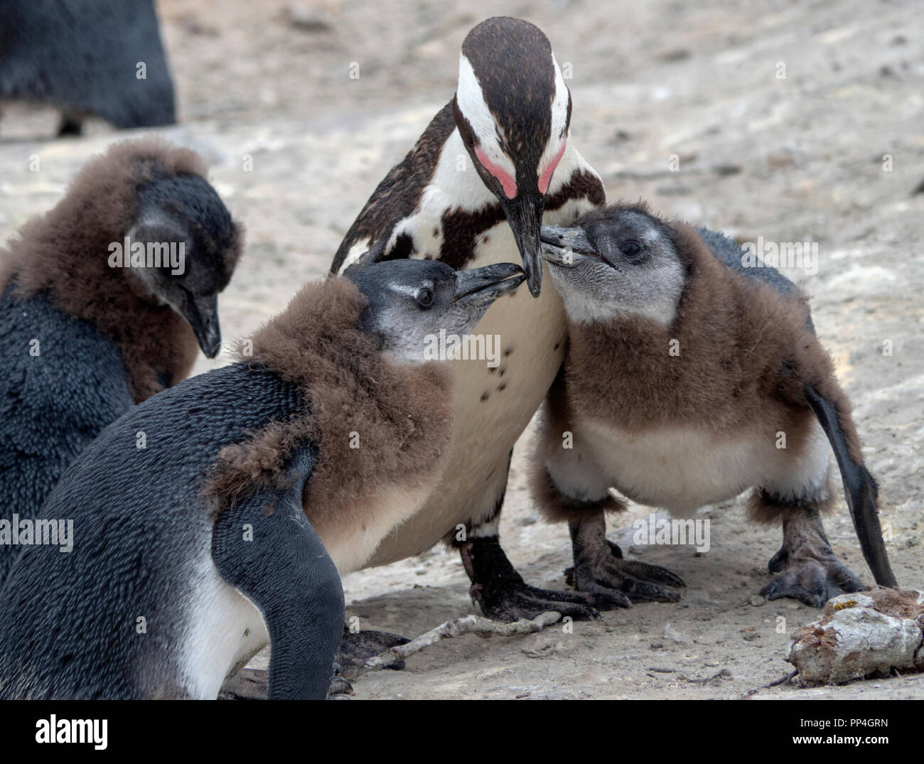 Pinguino africano (Spheniscus demersus) pulcini domanda alimentare da loro tarma, noto anche come il jackass penguin e nero-footed pinguino di massi di essere Foto Stock