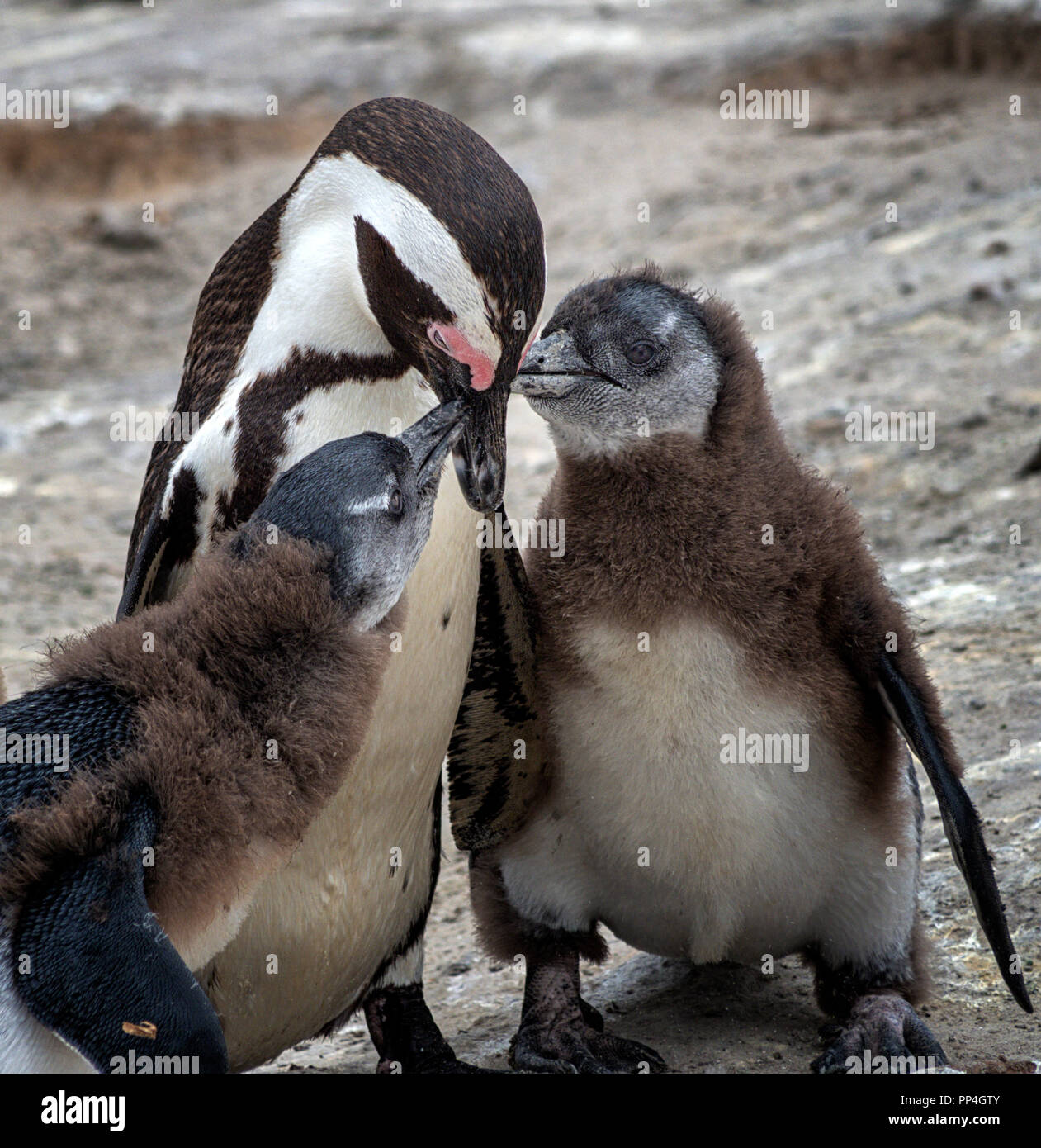 Pinguino africano (Spheniscus demersus) pulcini domanda alimentare da loro tarma, noto anche come il jackass penguin e nero-footed pinguino di massi di essere Foto Stock