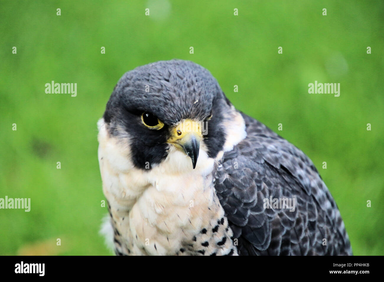 Una Chiusura Di Un Falco Pellegrino Foto Immagine Stock