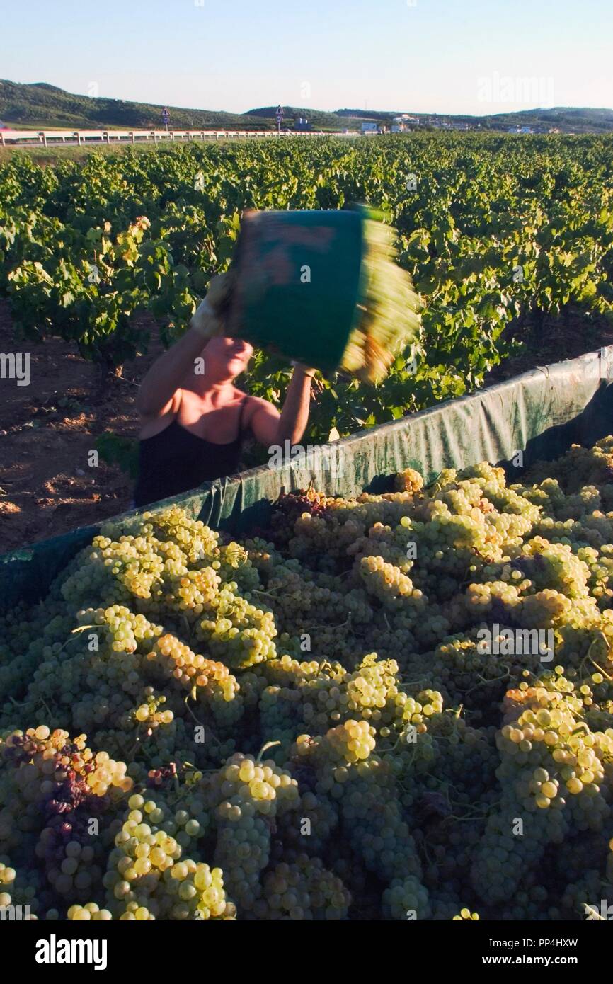 Spagna - Alt Penedés (distretto) - Catalogna - Barcellona. Alt Penedés: Vendimia de uva blanca para producción de cava (cerca de Sant Sadurní d'Anoia) Foto Stock