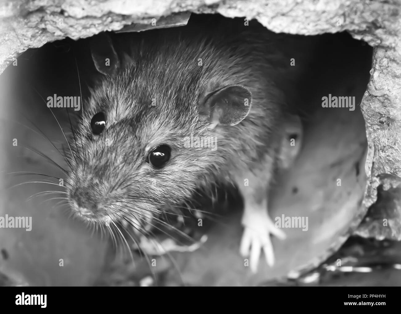 Ratto bagnato Foto e Immagini Stock in Bianco e Nero - Alamy