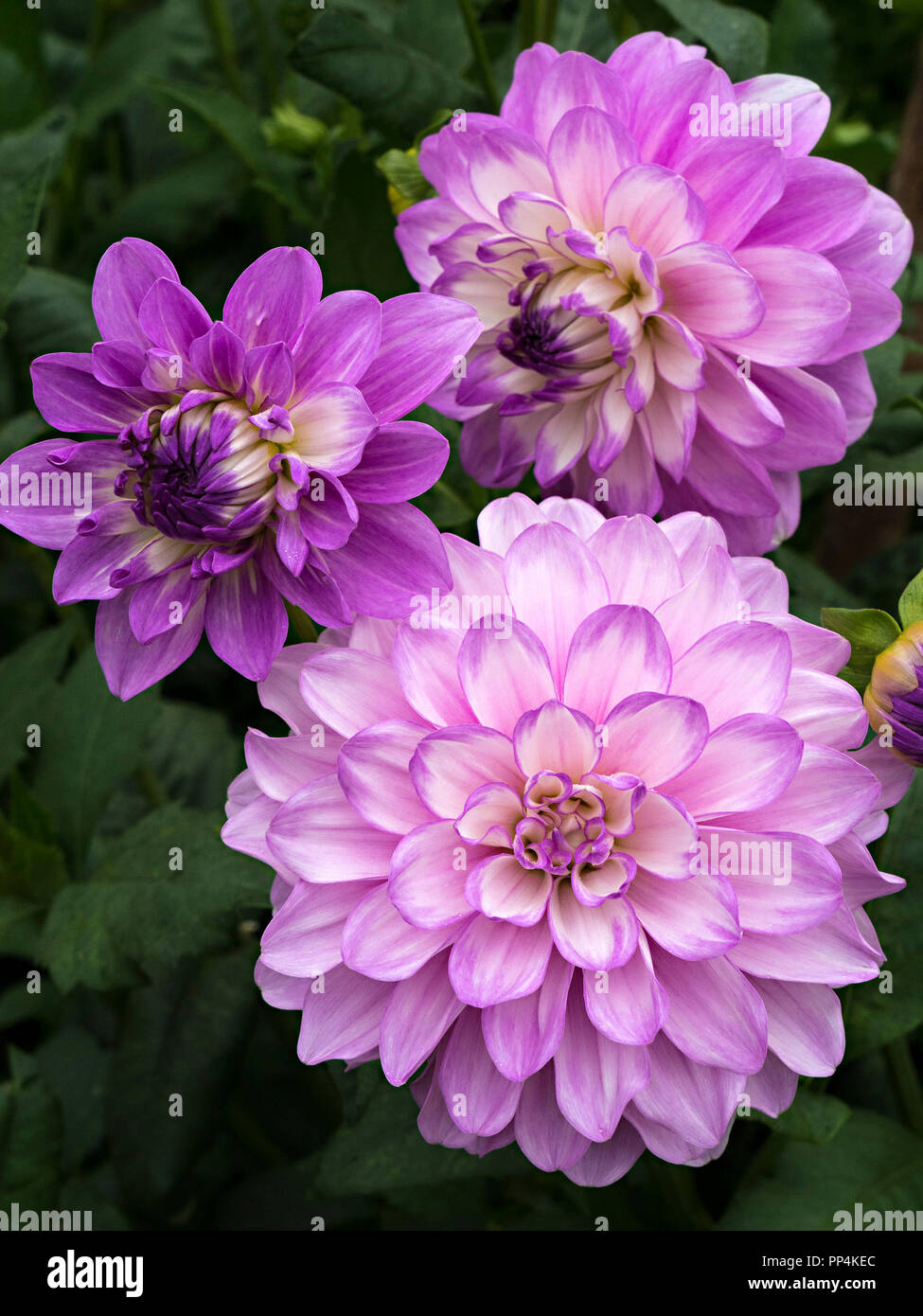 "Carolina Luna' fiori Dahlia closeup, Derbyshire, England, Regno Unito Foto Stock