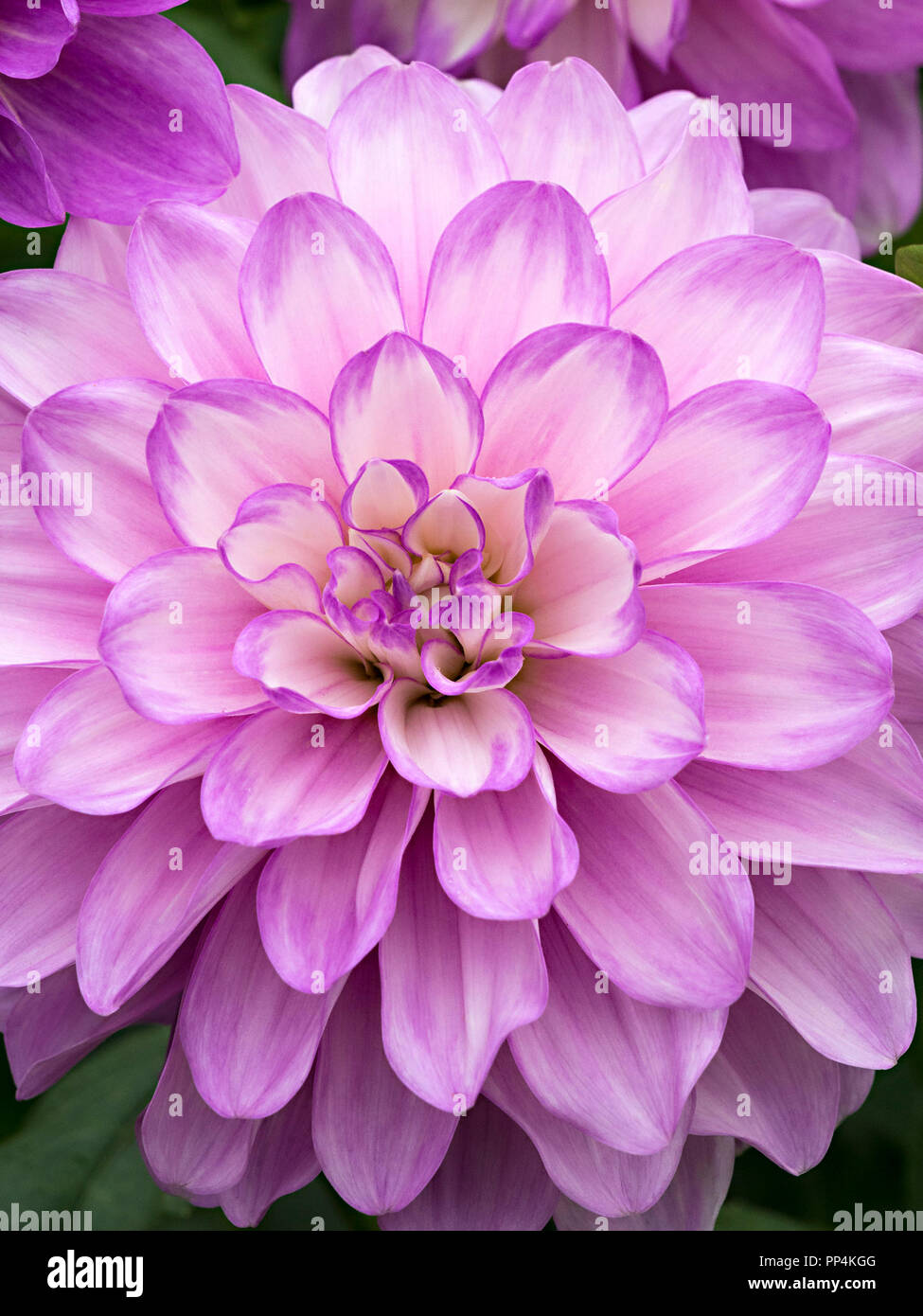 "Carolina Luna' Fiore Dahlia closeup, Derbyshire, England, Regno Unito Foto Stock