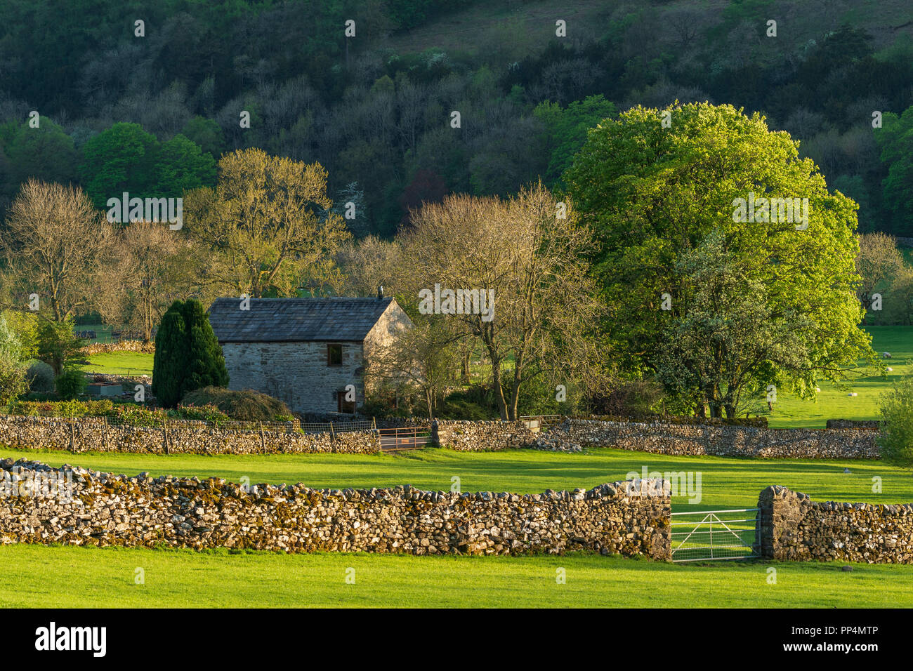 Piccola pietra solitario cottage & pascolo, impostare nella splendida e soleggiata campagna immerso sotto la ripida collina - Buckden, Yorkshire Dales, Inghilterra, Regno Unito. Foto Stock