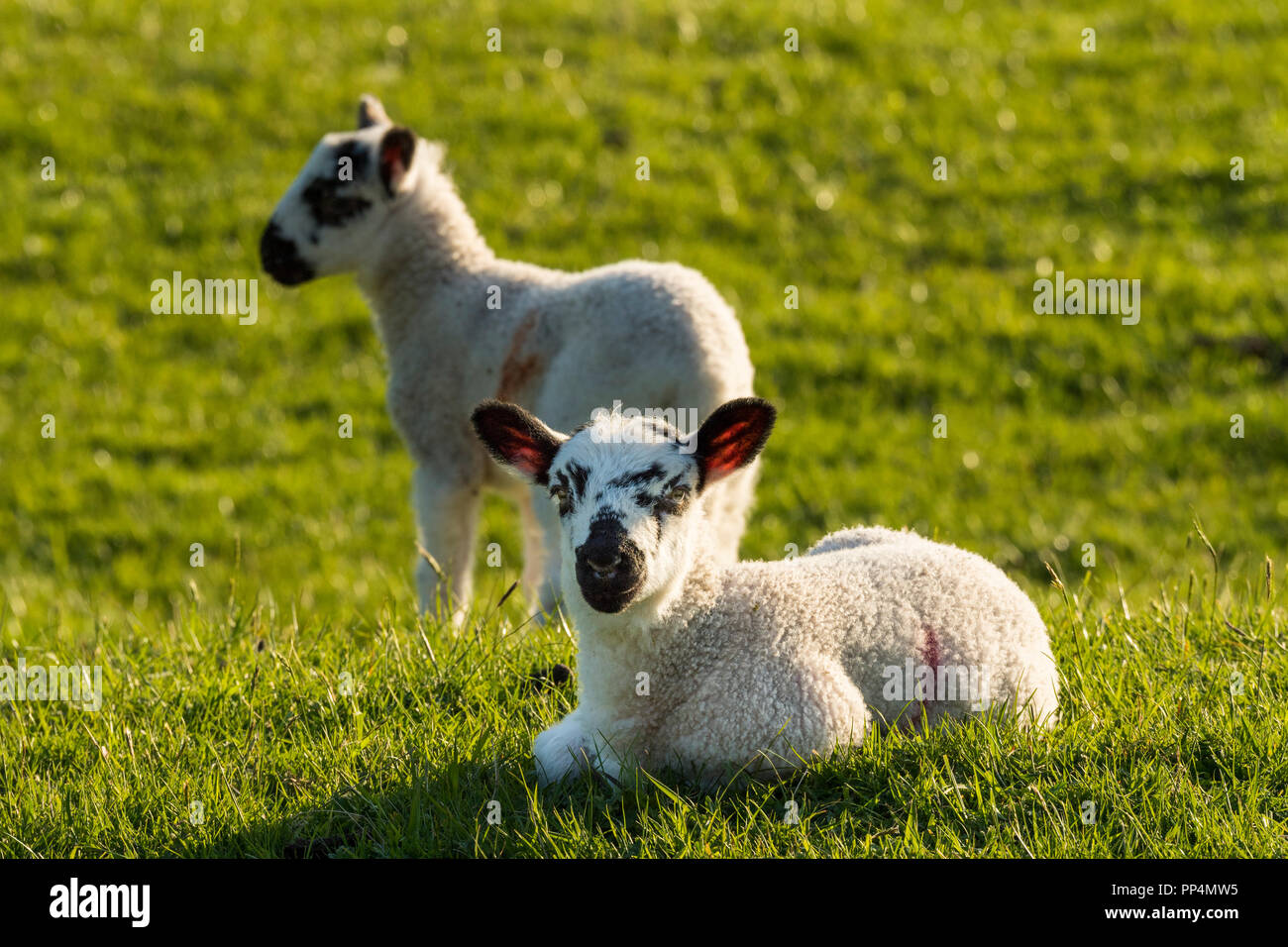 Vista frontale di 1 graziosi agnello, orecchie pungere, recante sulla lussureggiante verde erba, nel soleggiato campo azienda agricola, il suo amico in piedi nelle vicinanze - Yorkshire, Inghilterra, Regno Unito. Foto Stock