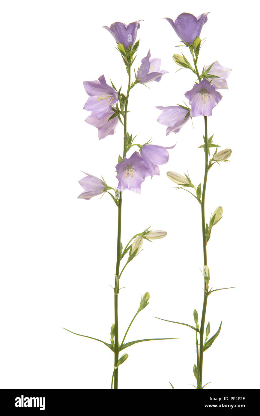 Fioritura viola harebells su sfondo bianco Foto Stock