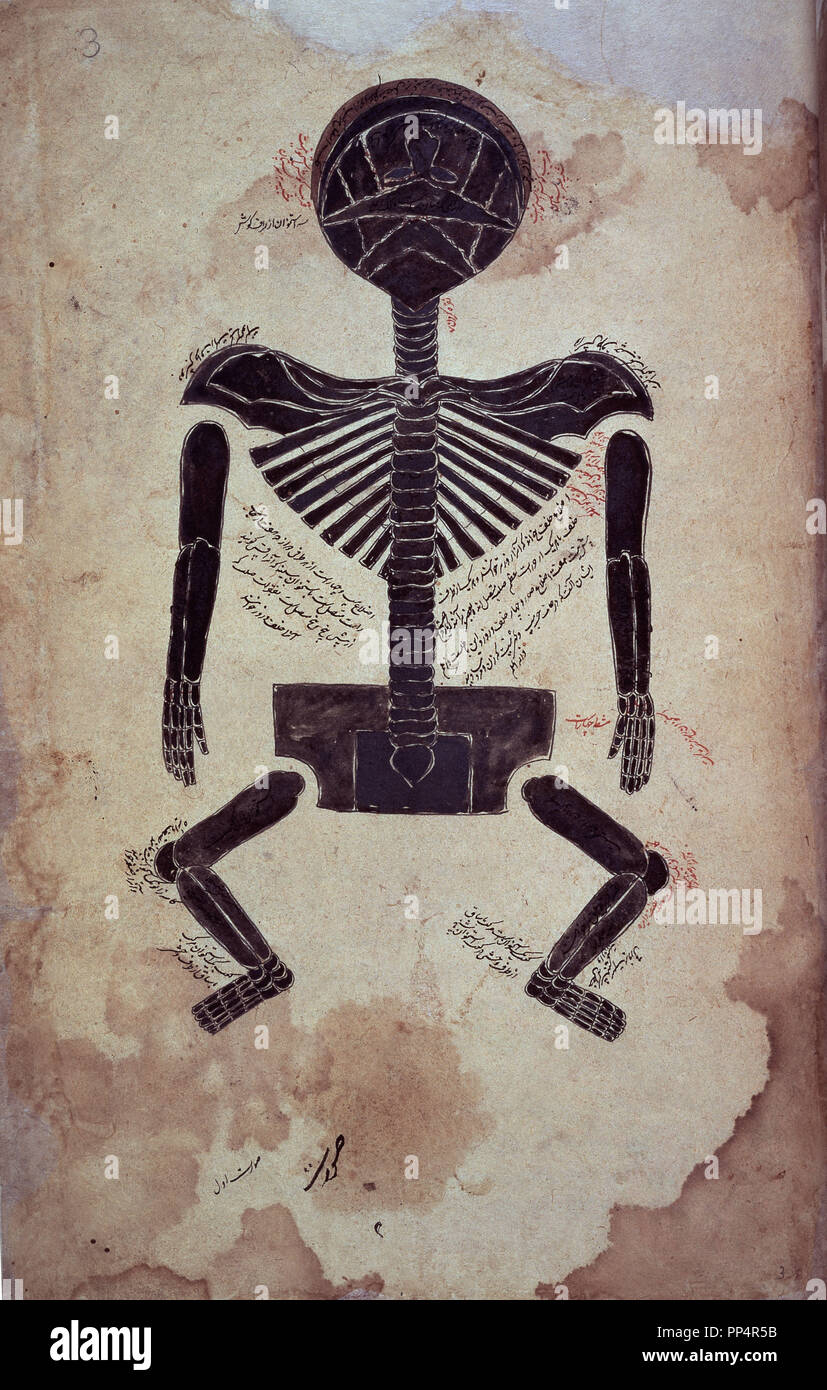 Manoscritto arabo 2296 - anatomico-Schema scheletro-ossa F 3-XIII-. Autore: TASRIH-HO MANSURI. Posizione: BRITISH MUSEUM LIBRARY. Londra. In Inghilterra. Foto Stock