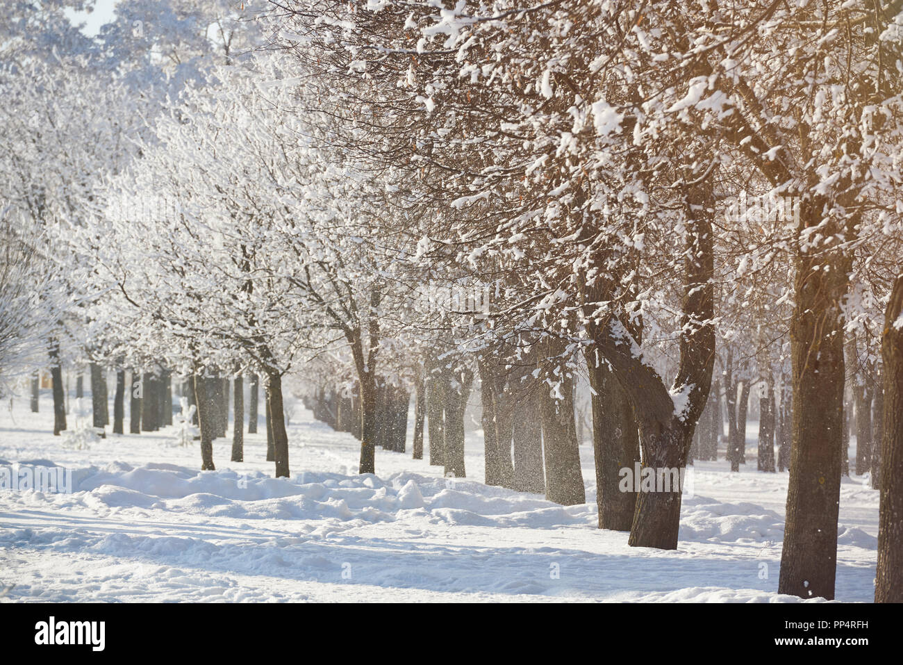 Vacanze inverno sfondo. Alberi congelati nel parco sulla giornata di sole. Vacanze di Natale sfondo Foto Stock