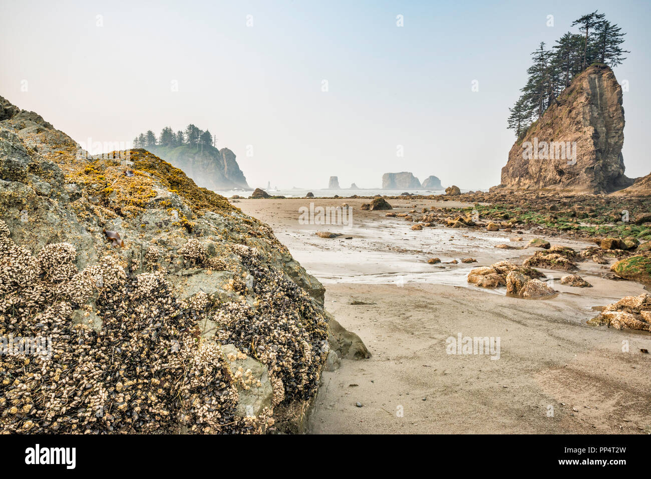 Cozze e cirripedi sulle rocce, Quileute aghi in dist, Seconda Spiaggia, parte di La Push Beach, Pacific Coast, Olympic Parco Nat, nello stato di Washington, USA Foto Stock