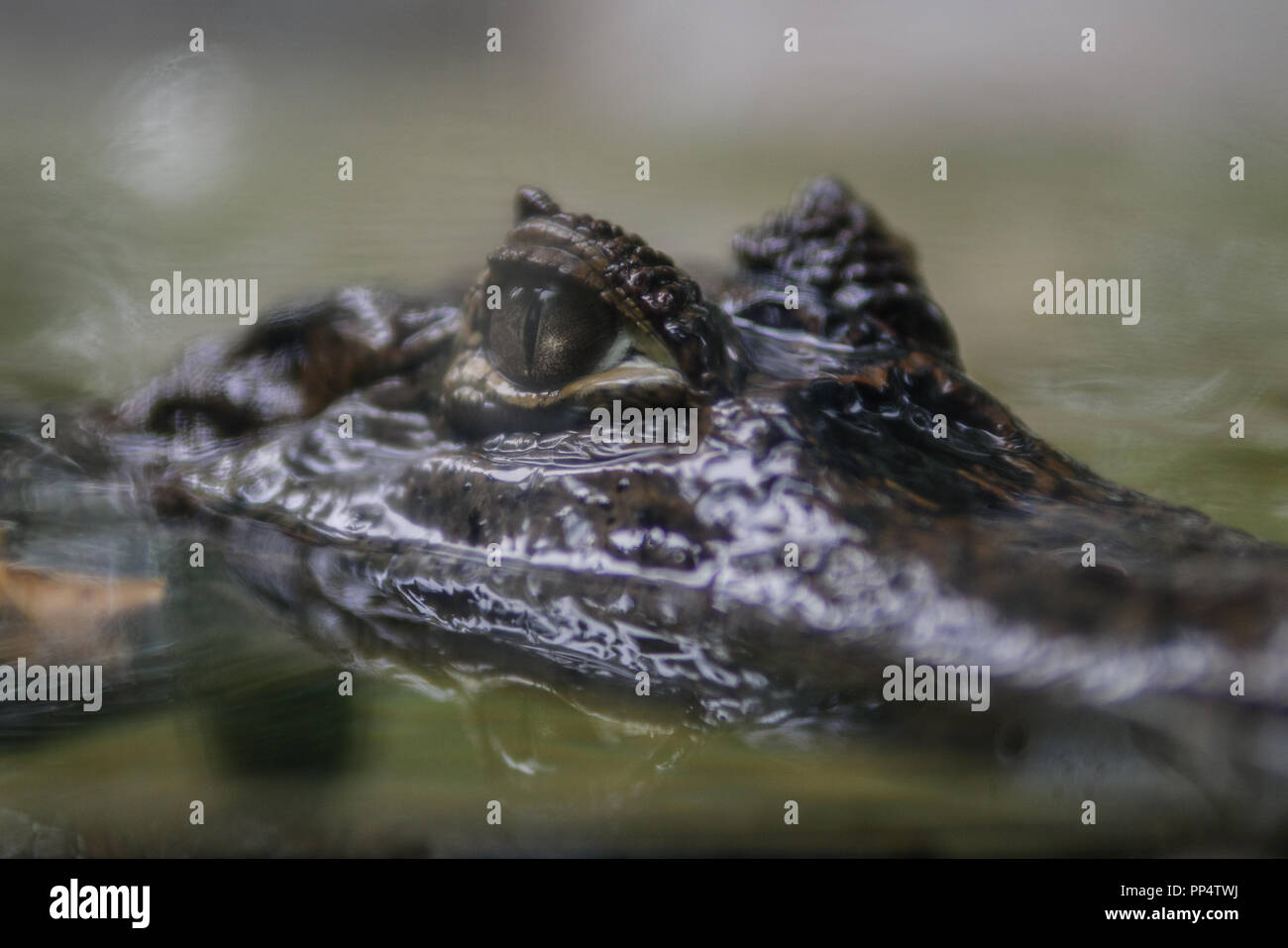 Inquadratura ravvicinata del Caimano gli occhi. Foto Stock