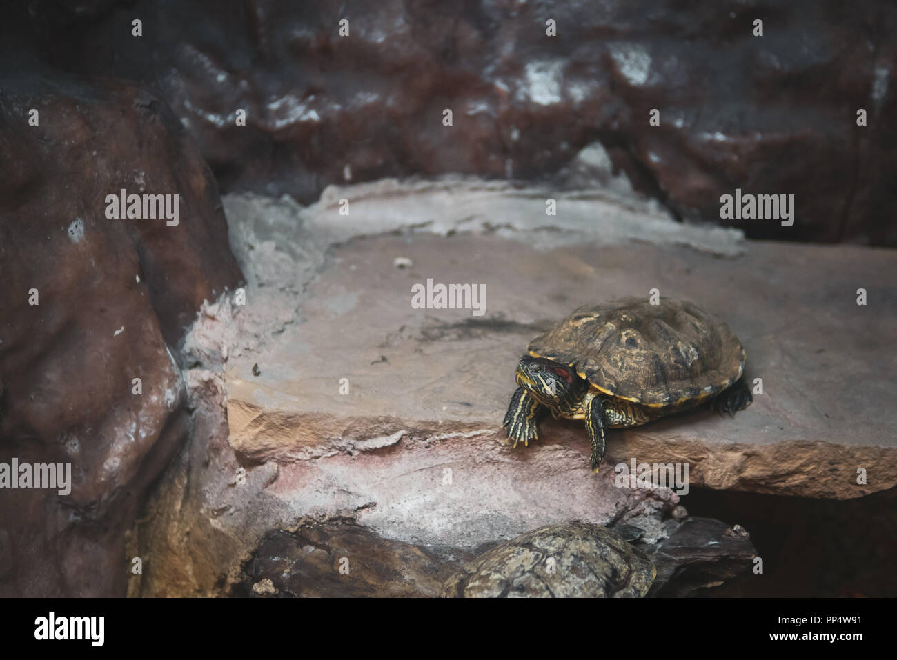 Rosso-eared slider su uno sperone roccioso a terra Foto Stock