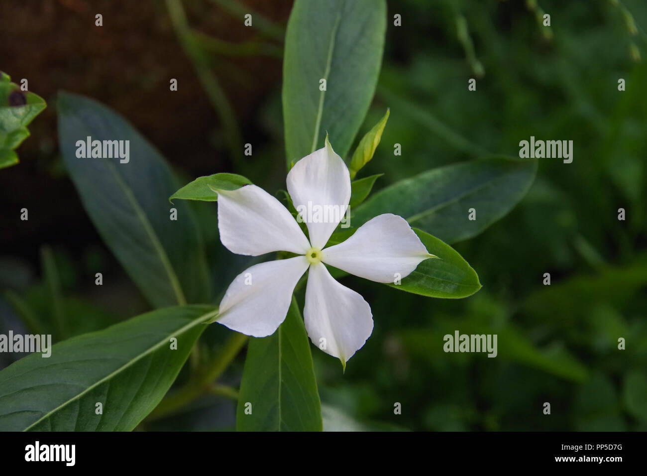Sfondo con lisianthus fiore o fiori di buon auspicio farm Foto stock - Alamy