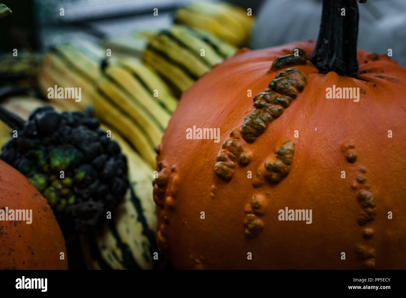 Fantastico e creepy raccolta di autunno zucche, zucche e zucche che vengono utilizzati tradizionalmente per la festa di Halloween decorazioni. Foto Stock