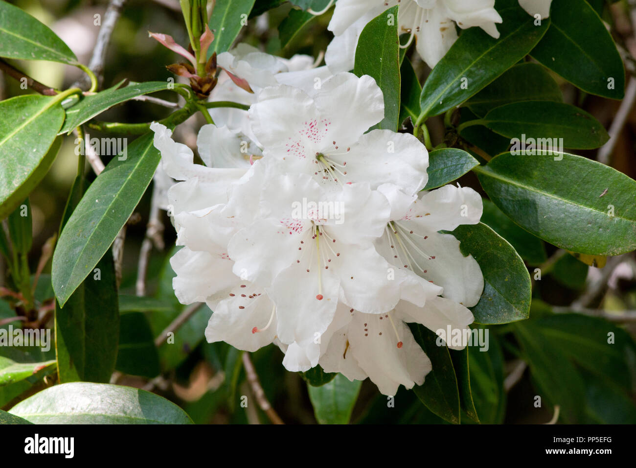 Rhododendron 'George Hardy " Foto Stock