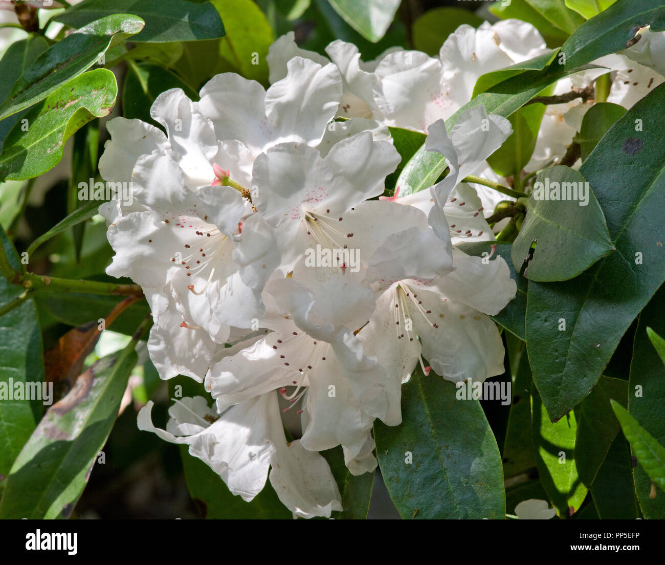 Rhododendron 'George Hardy " Foto Stock