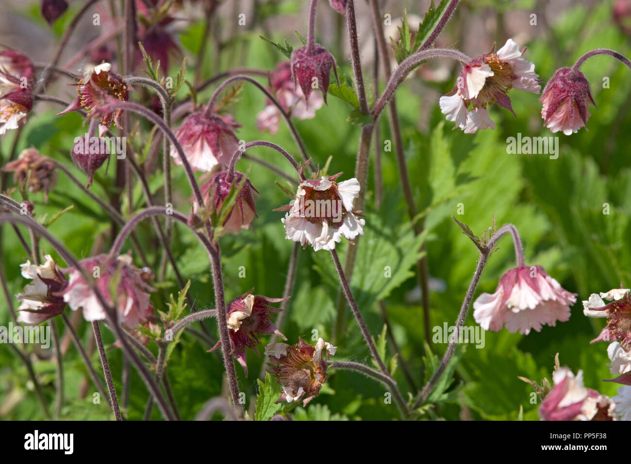 Geum caramella di cotone Foto Stock