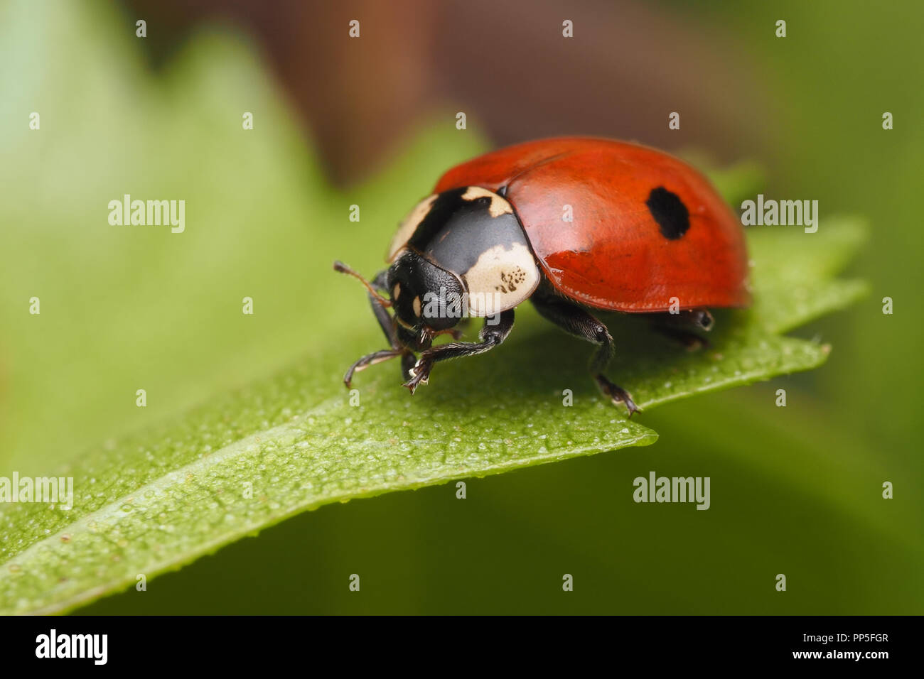 2-spot Ladybird (Adalia bipunctata) strisciando lungo la foglia di betulla. Tipperary, Irlanda Foto Stock