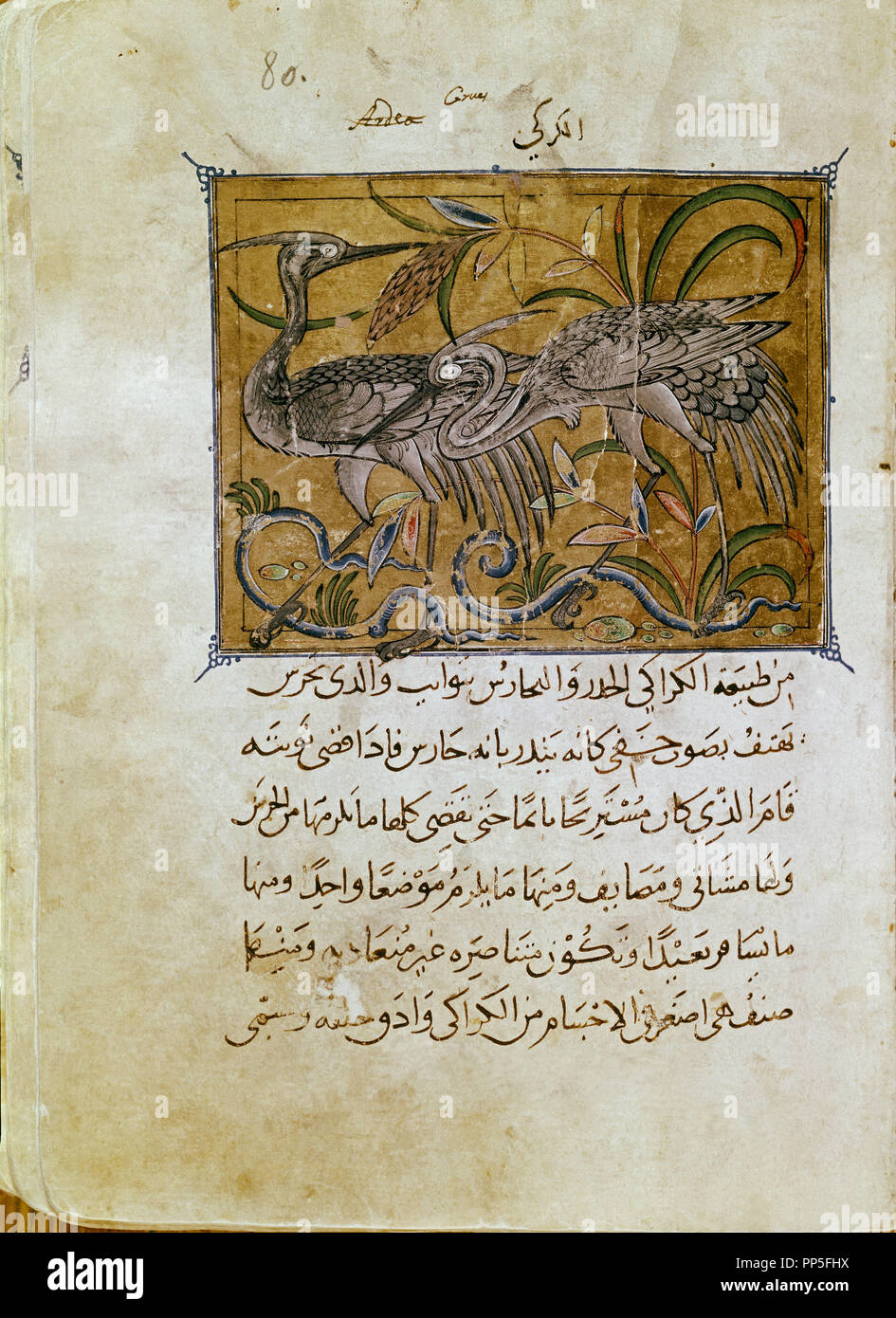 Rappresentazione NATURALISTICA DI UCCELLI IN UN manoscritto arabo sulla storia naturale - XIV secolo. Autore: ibn al-DURAYHIM MAWS. Posizione: MONASTERIO-BIBLIOTECA-COLECCION. SAN LORENZO del El Escorial. MADRID. Spagna. Foto Stock Rappresentazione NATURALISTICA DI UCCELLI IN UN manoscritto arabo sulla storia naturale - XIV secolo. Autore: ibn al-DURAYHIM MAWS. Posizione: MONASTERIO-BIBLIOTECA-COLECCION. SAN LORENZO del El Escorial. MADRID. Spagna. Foto Stock