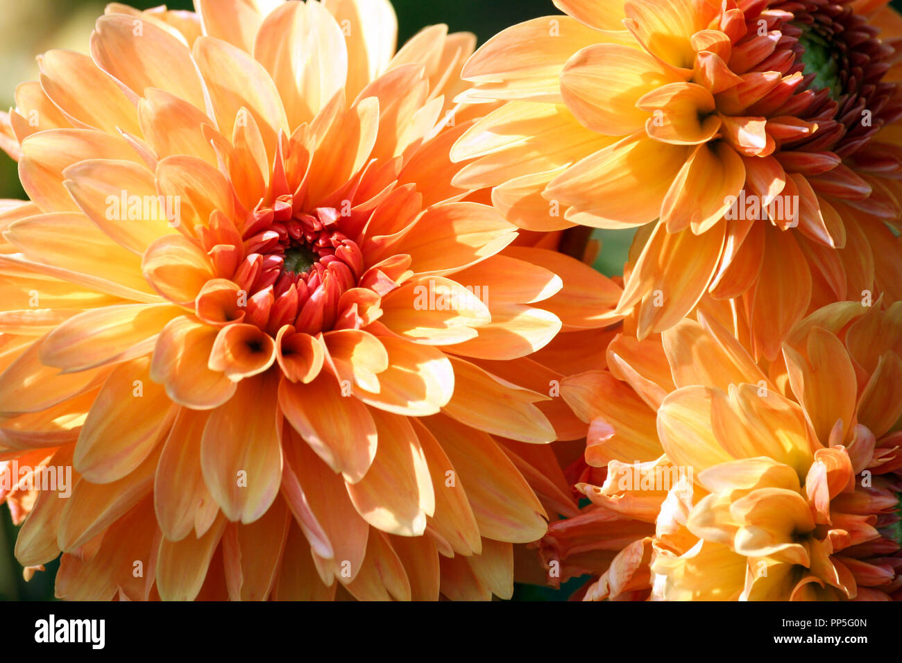 Varietà di crisantemo kids stuff asteraceae pianta, tre grandi fiori arancione in parti, il nucleo è di colore rosso, soleggiata giornata autunnale, close-up, illuminato dal sole Foto Stock