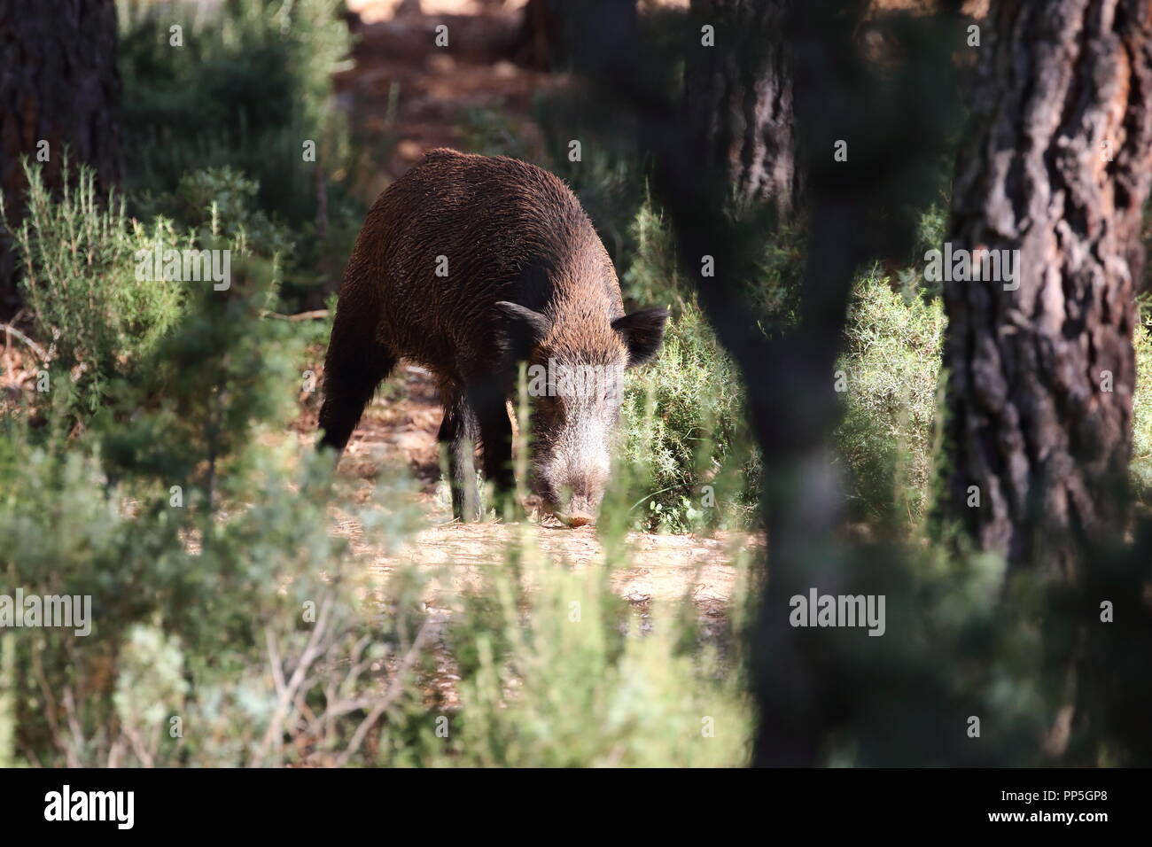 Cinghiale in una foresta mediterranea Foto Stock