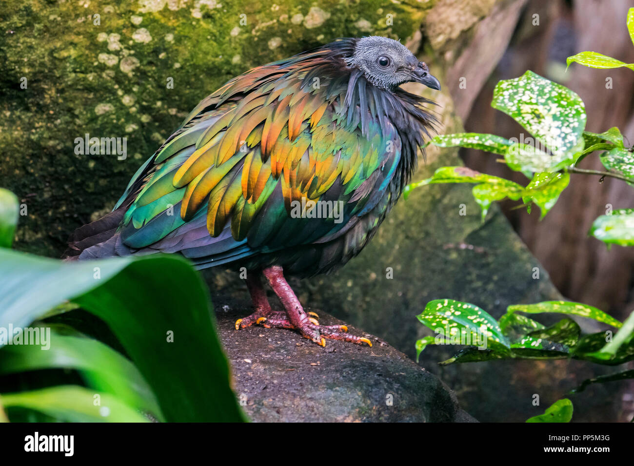 Nicobare piccione (Caloenas nicobarica) nativa per le regioni costiere dall'Andaman e Nicobar, India Foto Stock