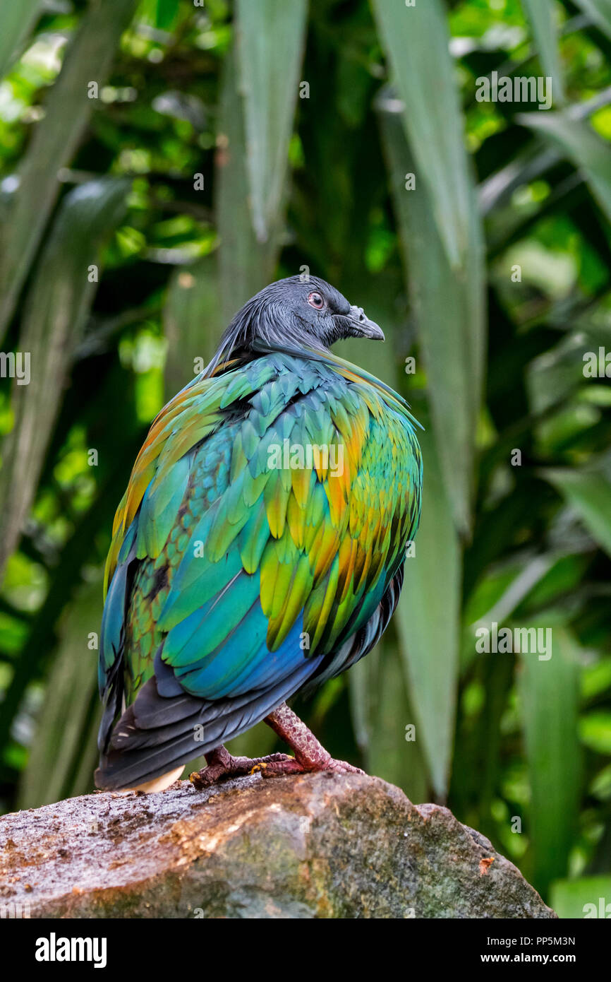 Nicobare piccione (Caloenas nicobarica) nativa per le regioni costiere dall'Andaman e Nicobar, India Foto Stock