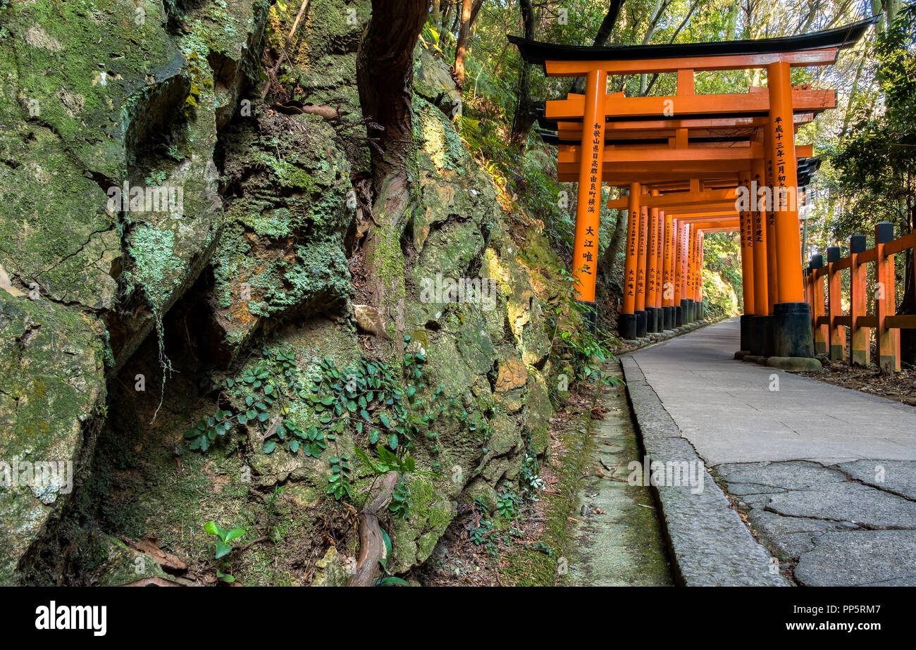 KYOTO, Giappone - 09 FEB 2018: stretto colpo di rosso toriis in legno in un percorso in Fushimi Inari Shire Tempio con verde muschio rocce Foto Stock