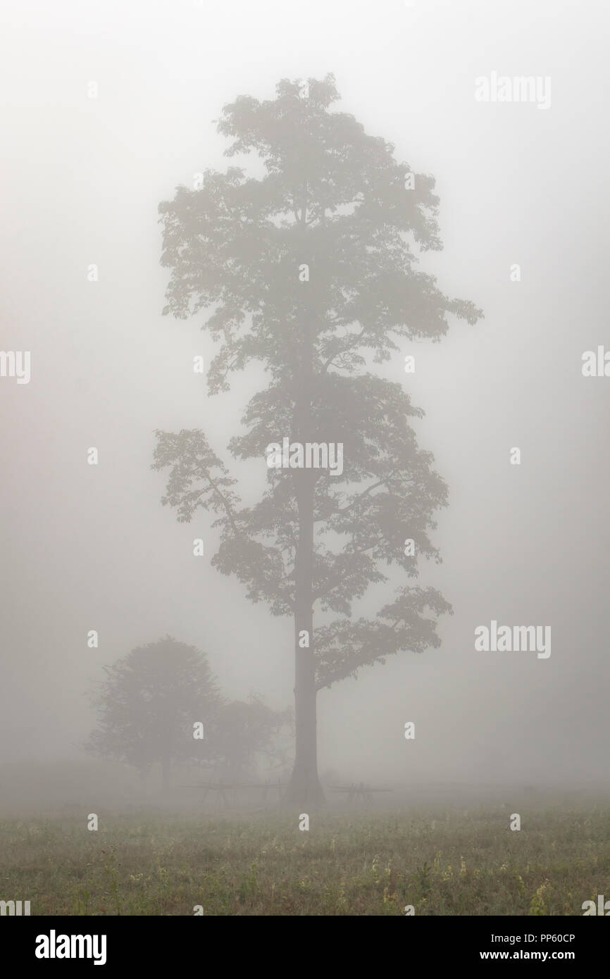 Lonely albero nella nebbia nel nord della Thailandia Pai Foto Stock