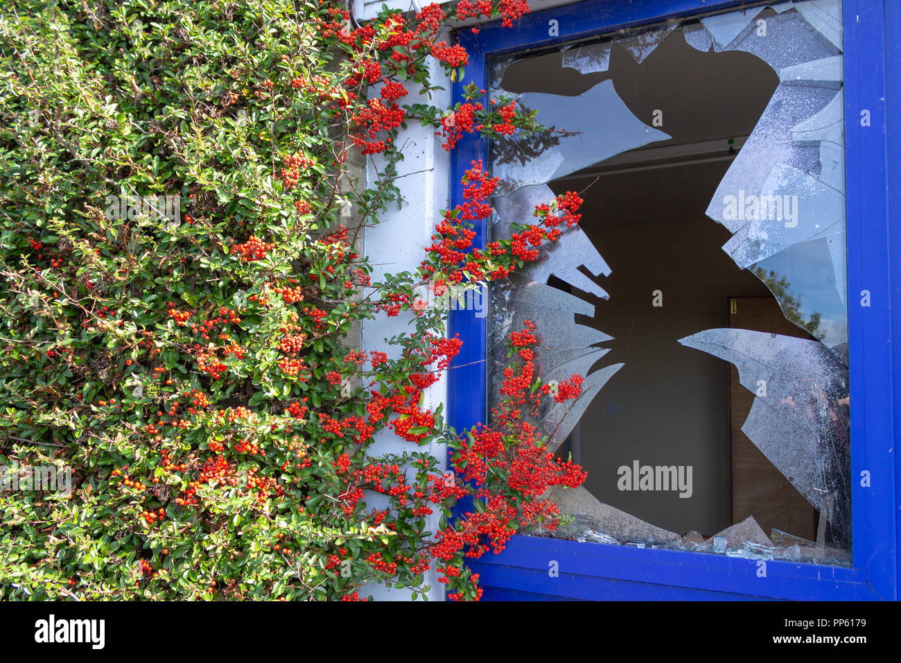 Pyracantha firethorn cresce su un vetro rotto finestra soggetto ad atti vandalici Foto Stock