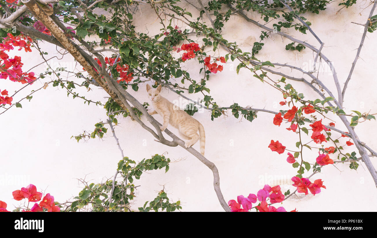 Cat redhead su un vitigno di bougainvillea contro un muro bianco sullo sfondo. Isola greca Foto Stock