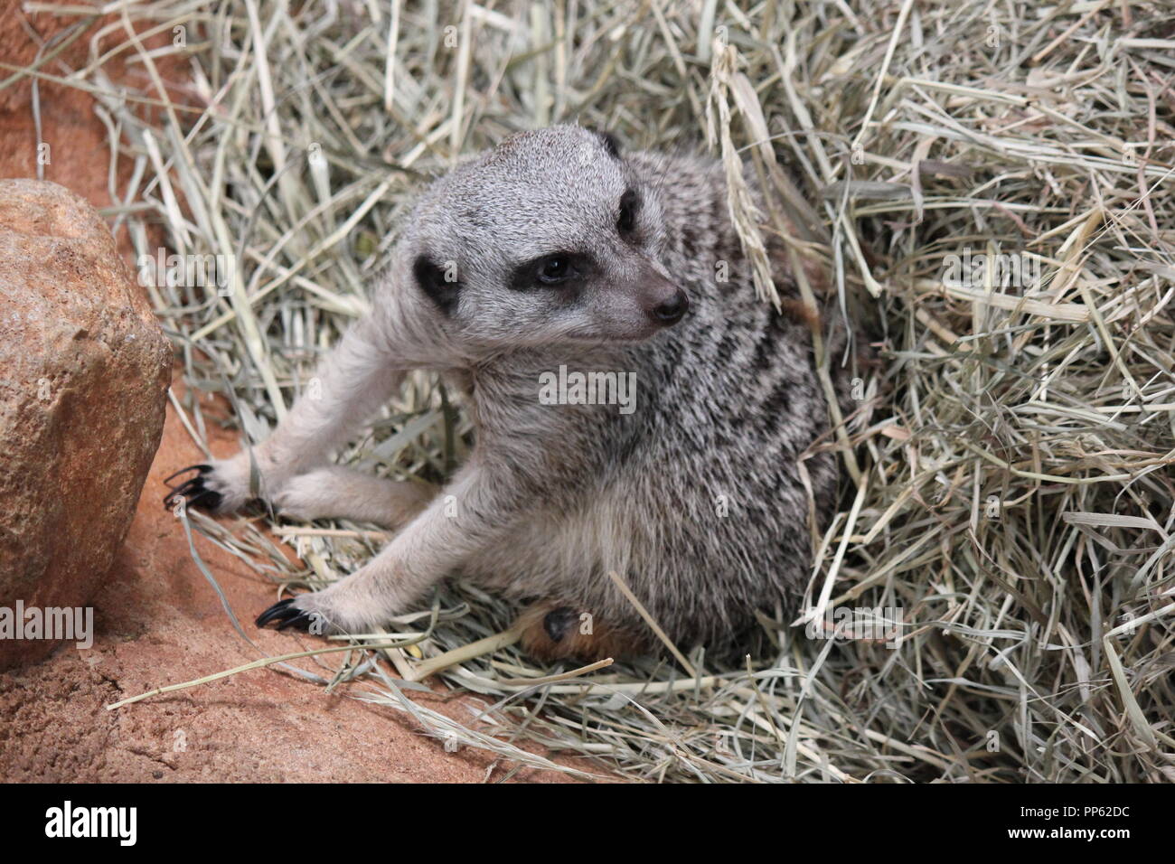Super cute Meerkats, Suricata suricatta, S. suricatta, giocando intorno alla loro zona. Foto Stock