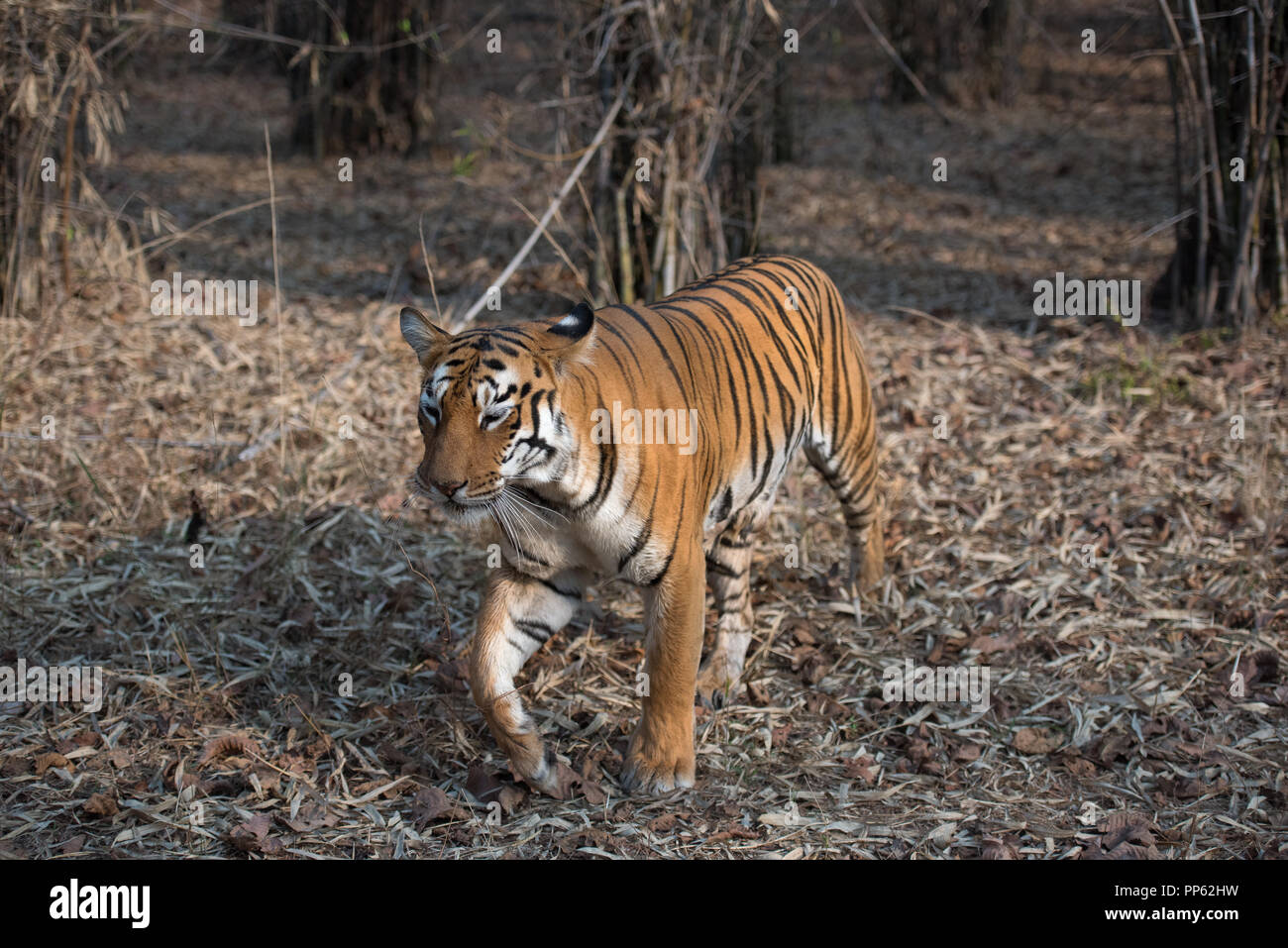 Le tigri di Tadoba (Maya, Matkasur, Choti Tara) Parco Nazionale, India Foto Stock