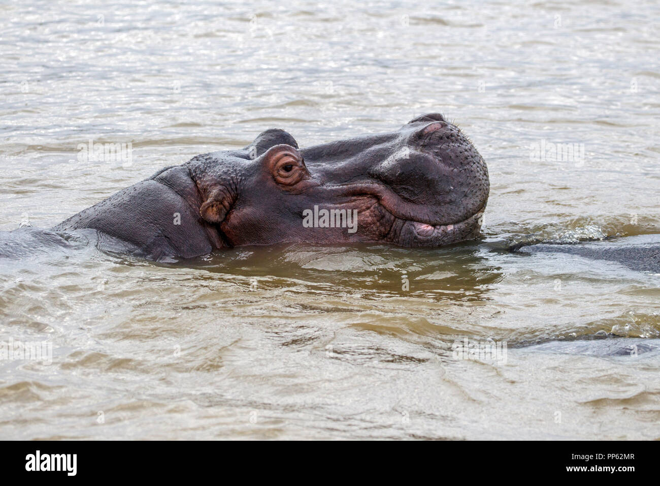 Comune di ippopotamo Hippopotamus amphibius Santa Lucia, Sud Africa 27 agosto 2018 Hippopotamidae adulti Foto Stock
