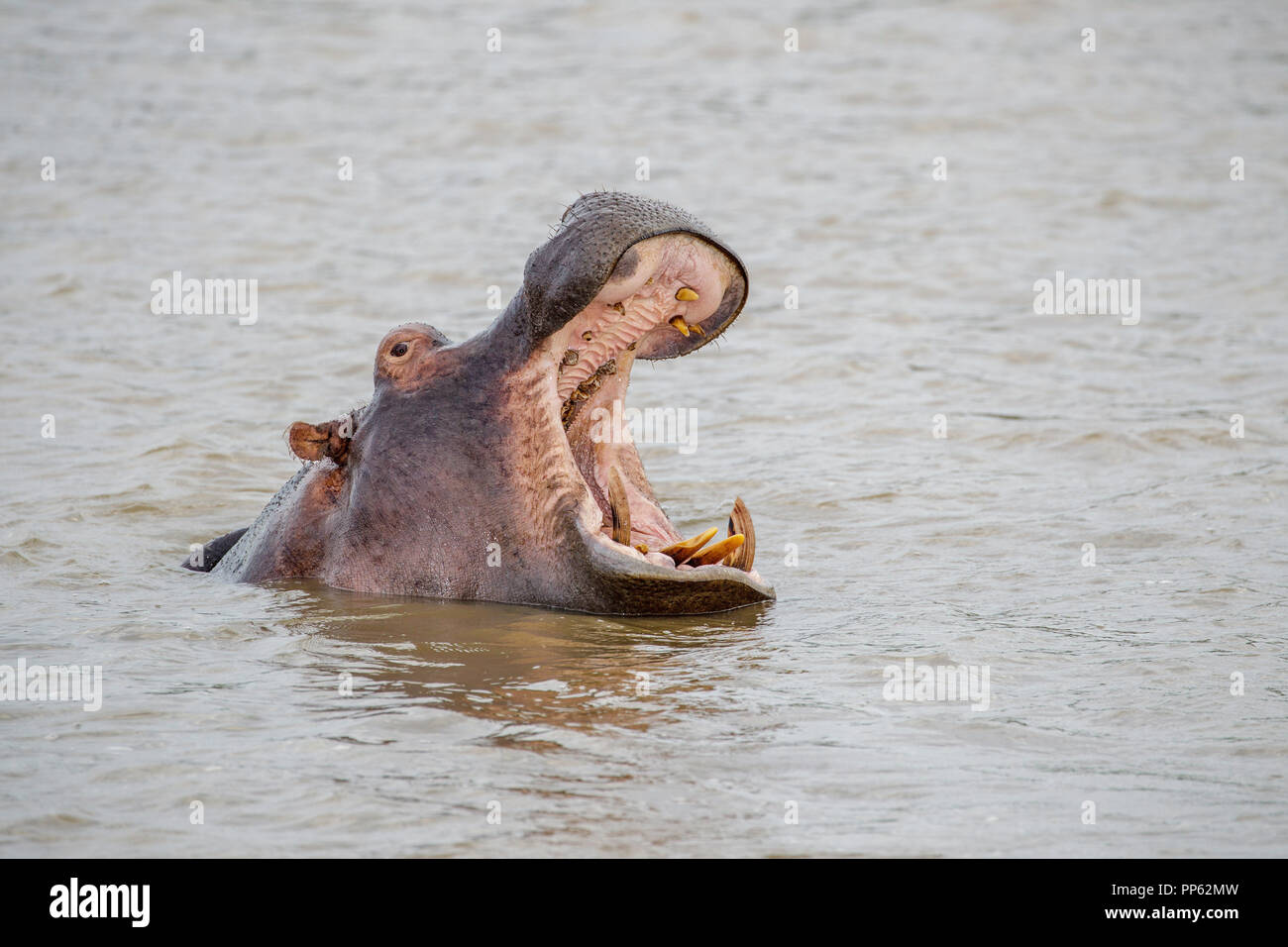 Comune di ippopotamo Hippopotamus amphibius Santa Lucia, Sud Africa 27 agosto 2018 Hippopotamidae adulti Foto Stock