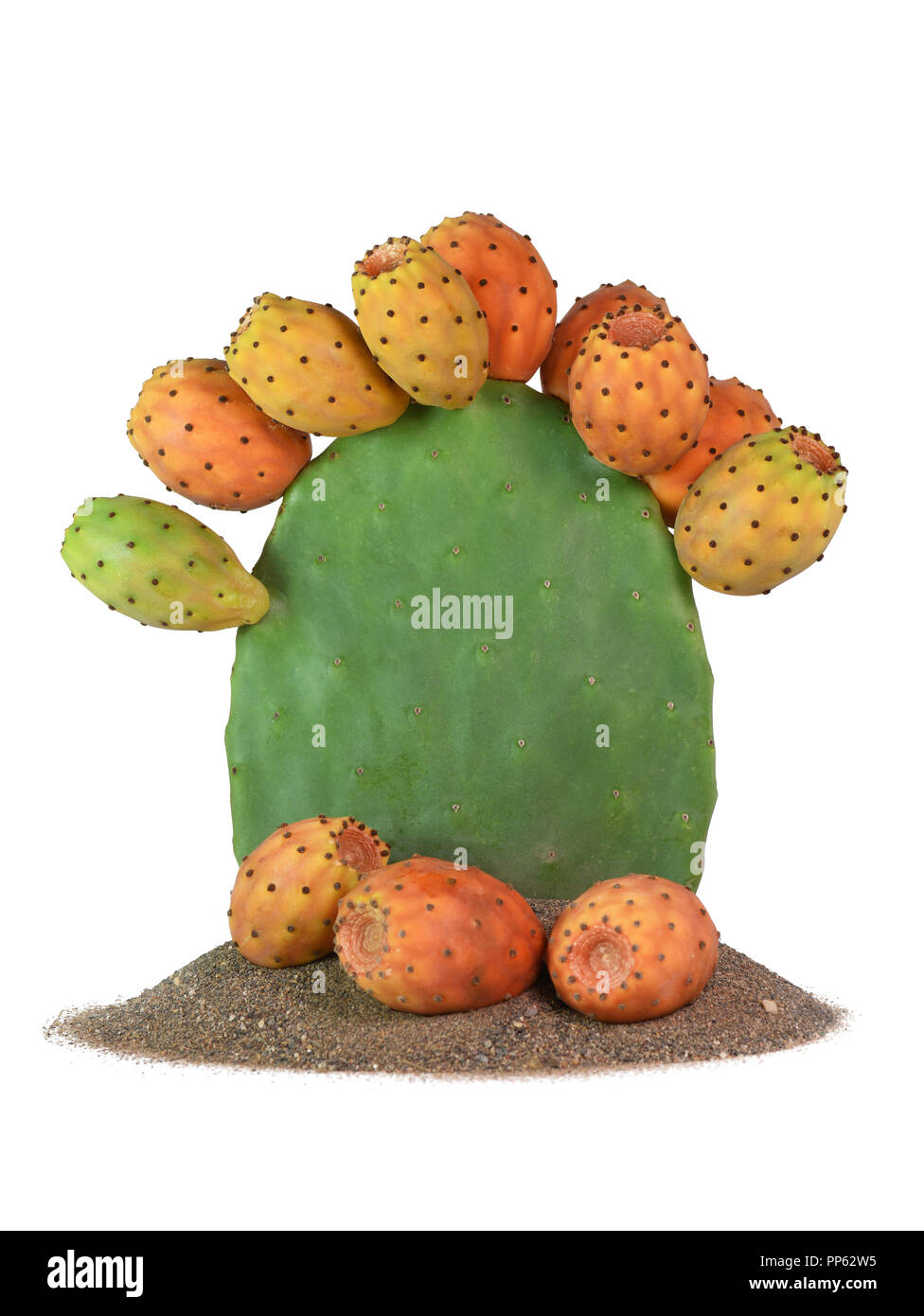 Isolato di fico d'india cactus pieno di piante di frutta sulla sabbia con figure sulla base verticale con copia spazio sul soggetto. Foto Stock