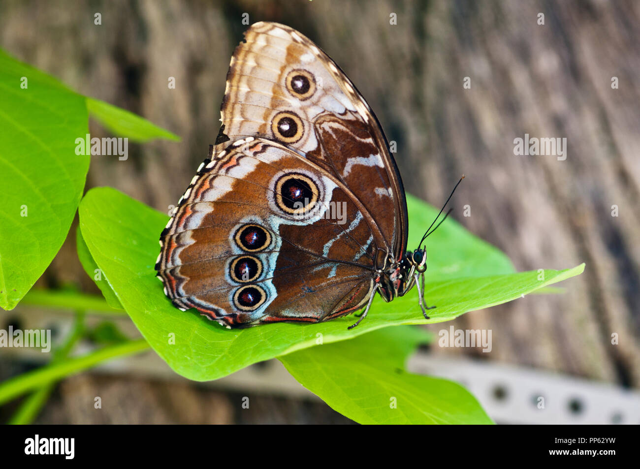 Vista ventrale di blu morpho ala di farfalla (Morpho peleides) nel display a farfalla a Boise City Zoo a Boise Idaho Foto Stock
