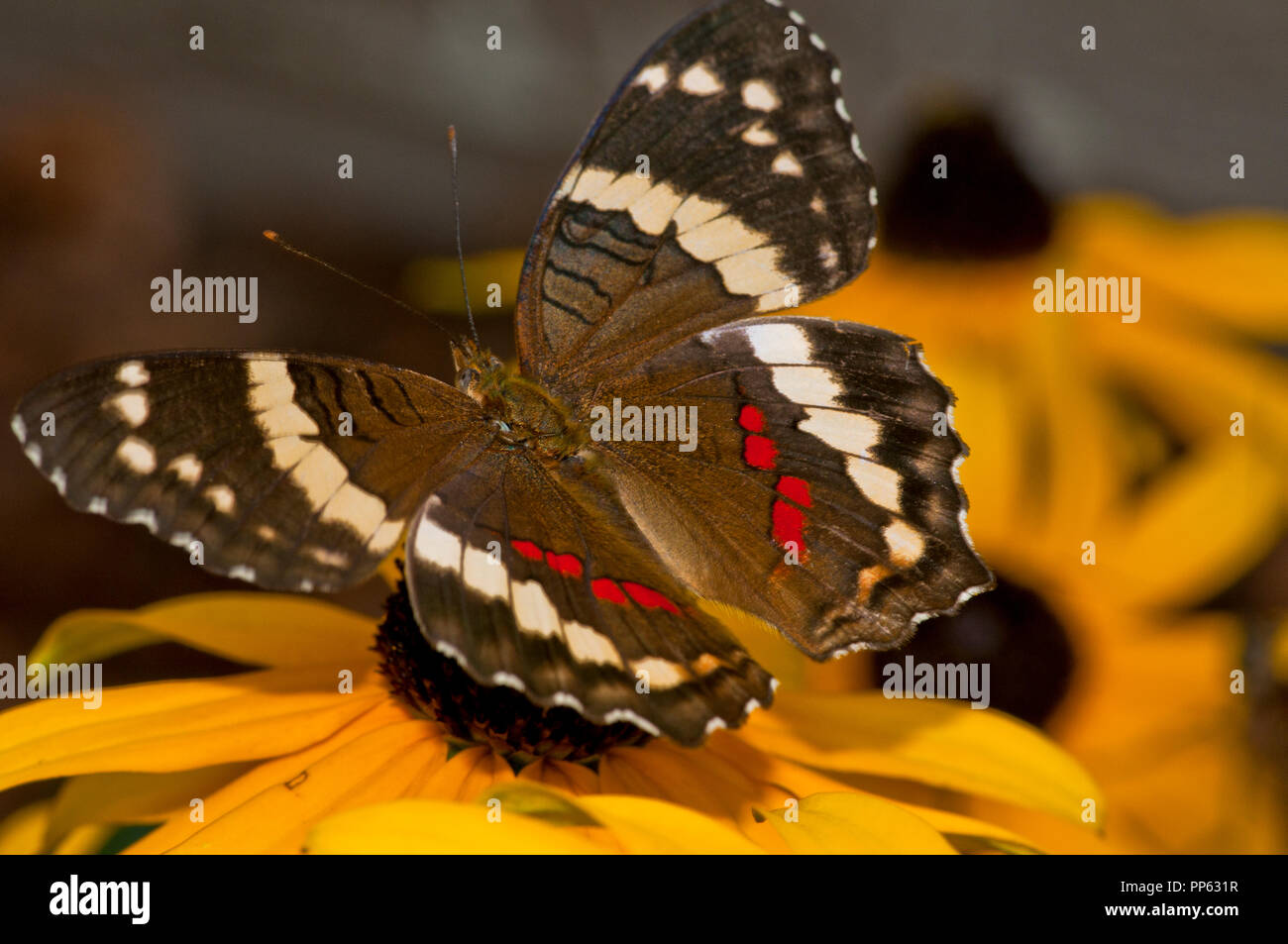 Nastrare farfalla pavone (Anartia fatima) (prigioniero). La gamma è da Texas attraverso il Messico e America centrale. Foto Stock