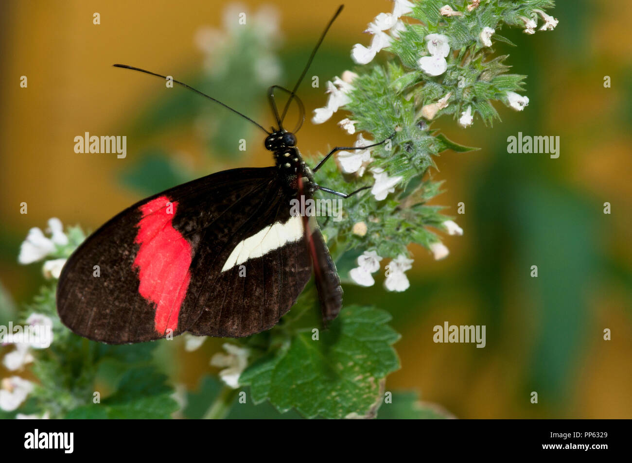 Crimson-patchato longwing butterfly (Helioconius erato); vista del lato inferiore del parafango (vista ventrale): Boise City Zoo a Boise Idaho USA Foto Stock