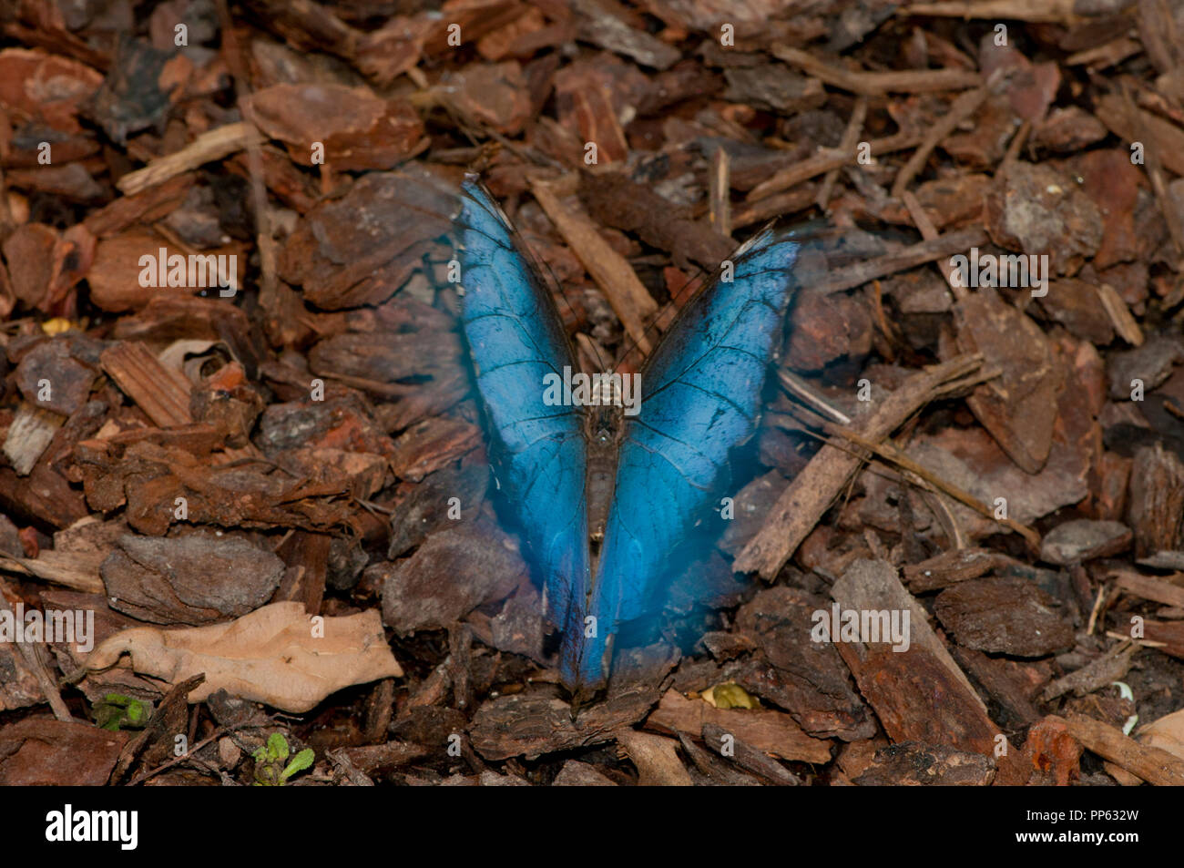 Blue Morpho butterfly (captive, Morpho peleides) sbattimenti le sue ali (sfocatura) Foto Stock