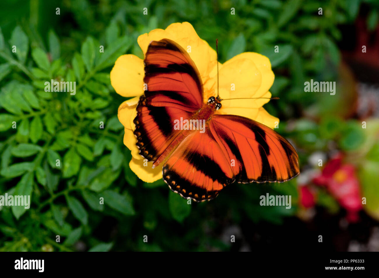 Orange Tiger Butterfly (Dryadula phaetusa) Boise City Zoo Butterfly presentano Foto Stock