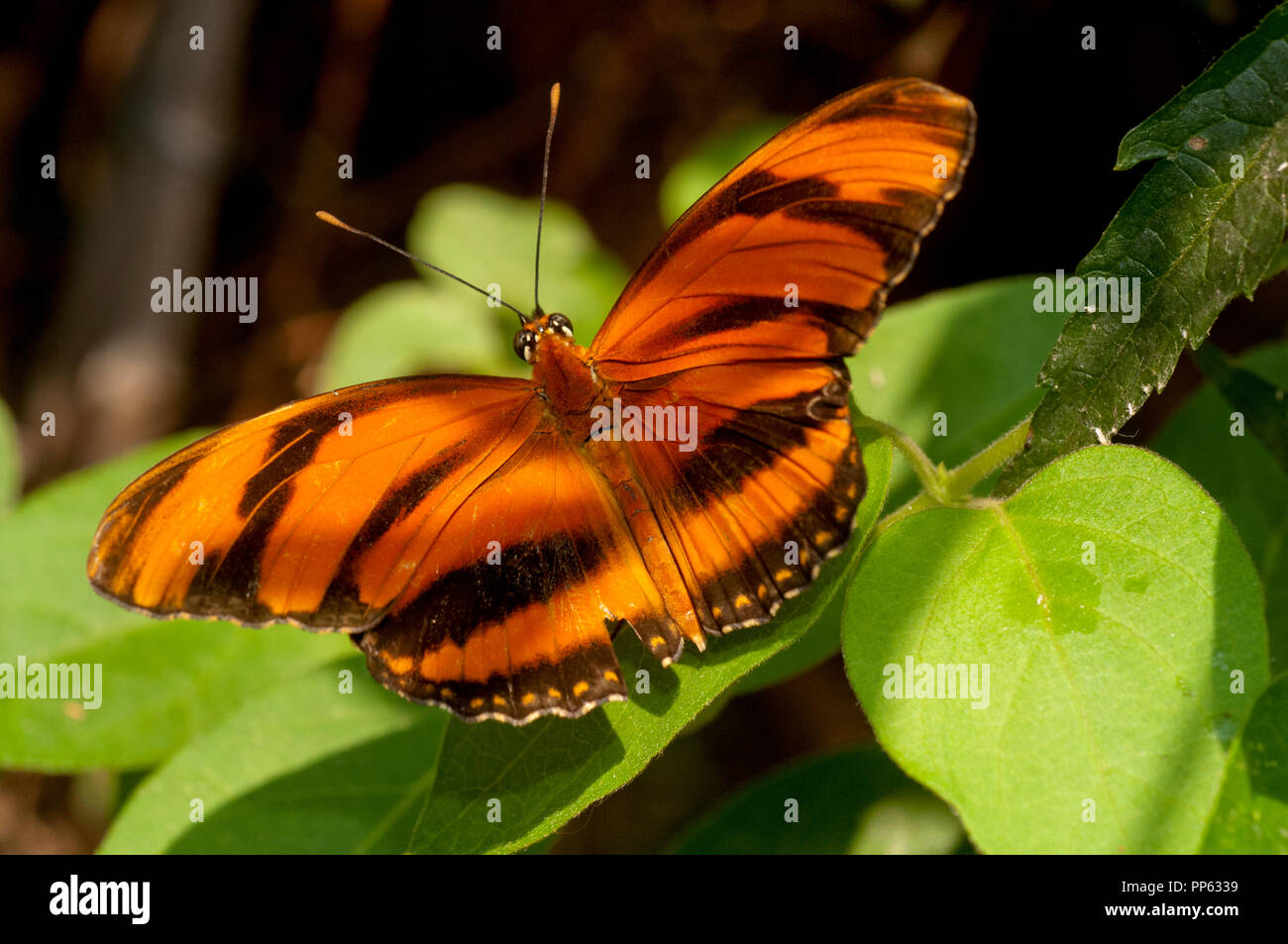 Orange Tiger Butterfly (Dryadula phaetusa) Boise City Zoo Butterfly presentano Foto Stock