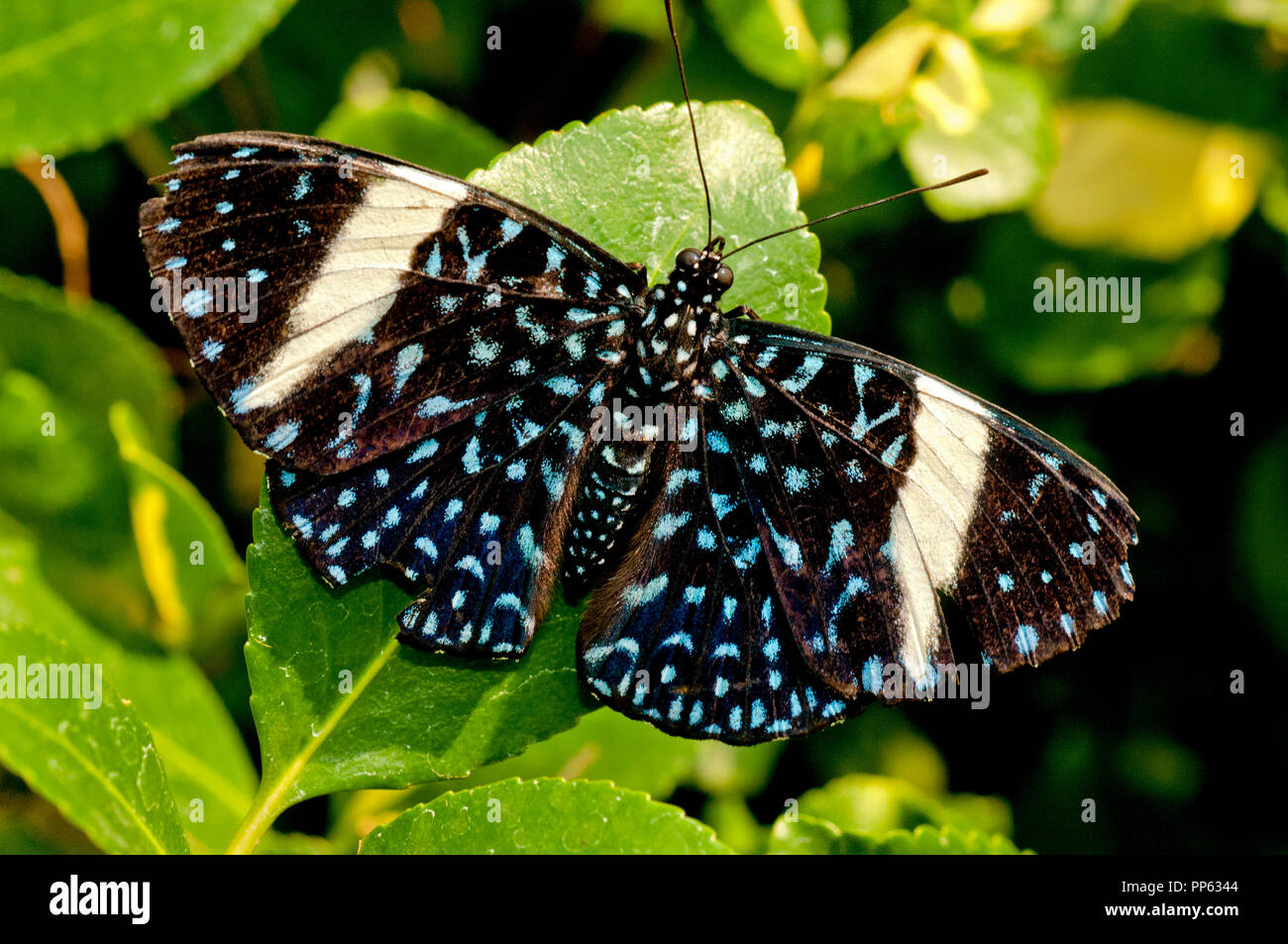 Femmina nera Cracker Butterfly (Hamadryas laodamia) Boise City Zoo Butterfly presentano Foto Stock