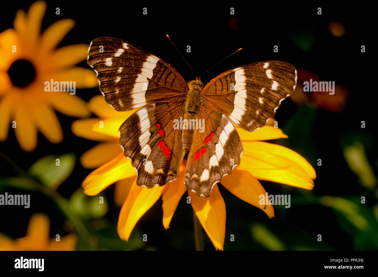 Nastrare farfalla pavone (Anartia fatima), Boise City Zoo butterfly presentano Boise, Idaho Foto Stock