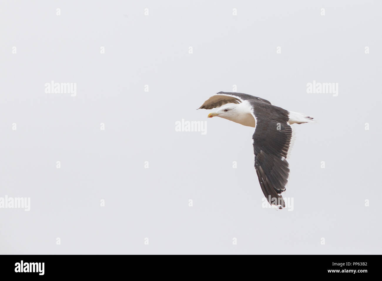 Grande nero-backed gull Foto Stock