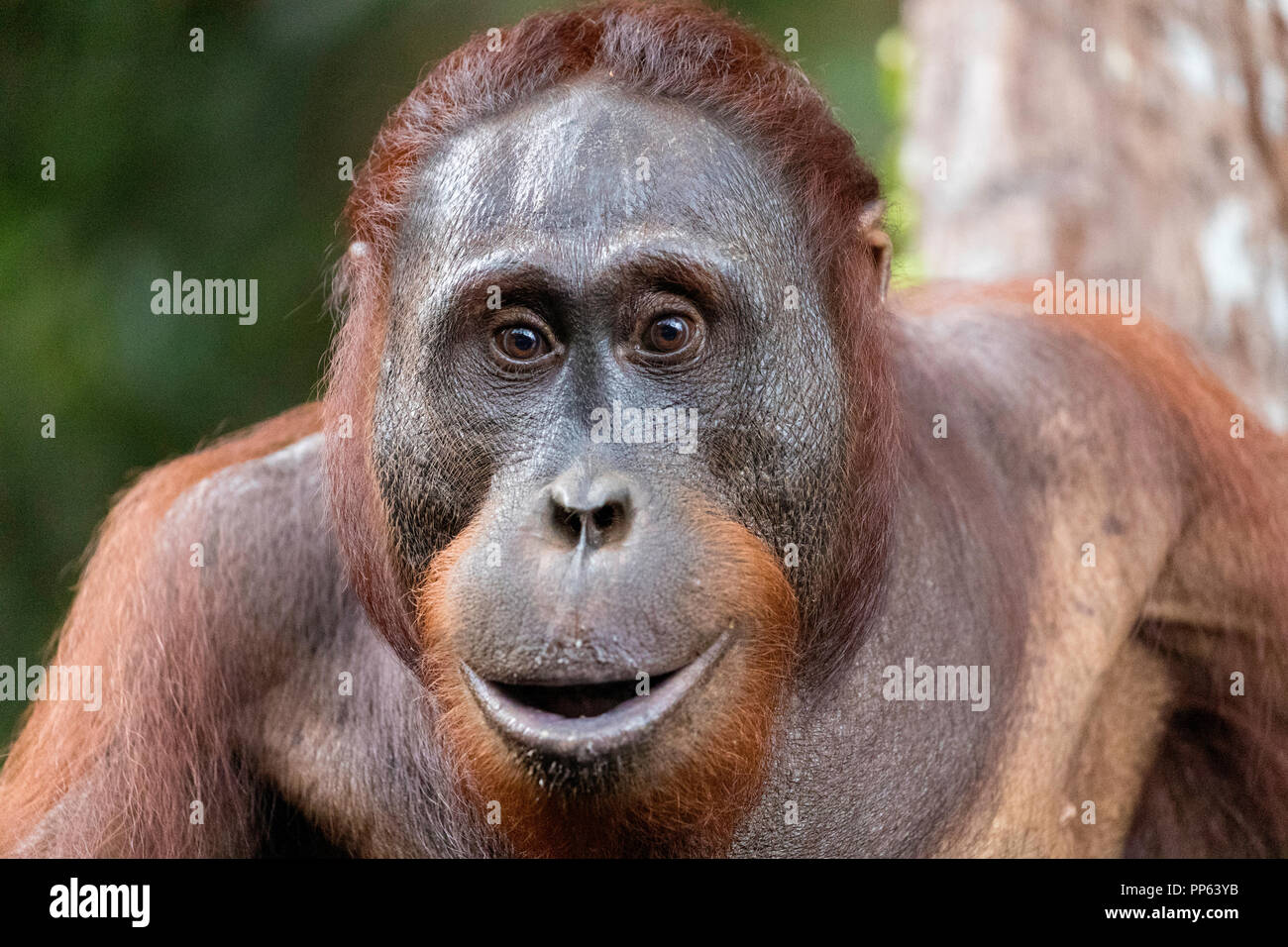 Voce maschile Bornean orangutan (Pongo pygmaeus), guardando intensamente alla fotocamera, Borneo, Indonesia. Foto Stock