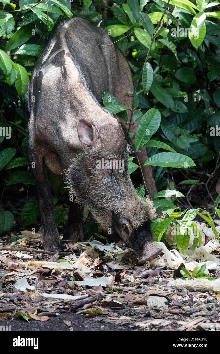 Adulto Bornean maiale barbuto, Sus barbatus, Tanjung messa National Park, Borneo, Indonesia. Foto Stock