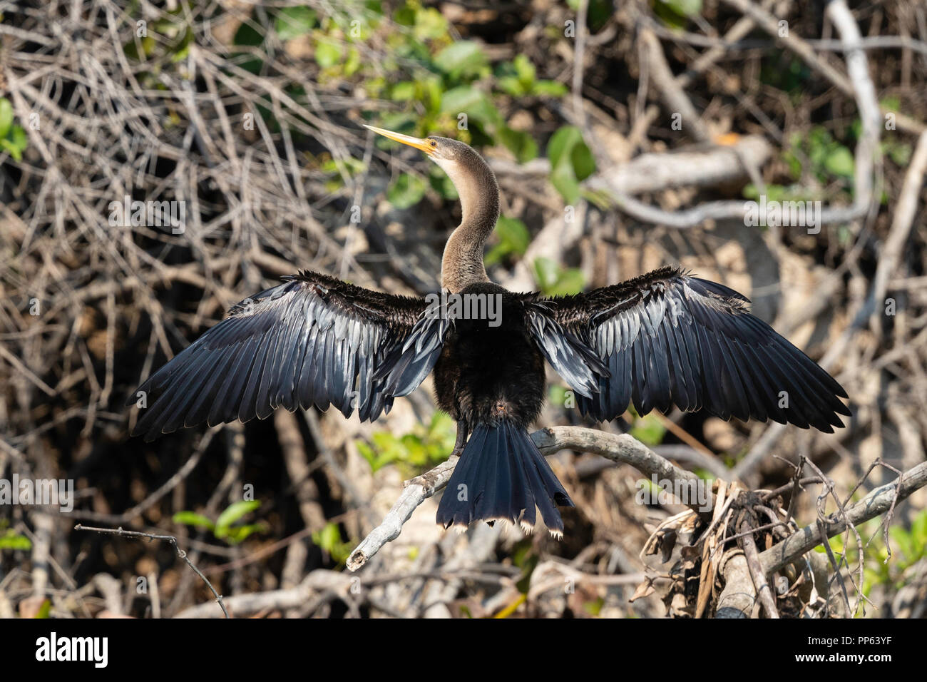 Un adulto anhinga, anhinga anhinga, asciugando le sue ali a Pousado Rio Claro, Mato Grosso, Brasile. Foto Stock Un adulto anhinga, anhinga anhinga, asciugando le sue ali a Pousado Rio Claro, Mato Grosso, Brasile. Foto Stock