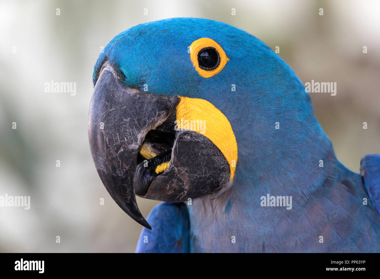 Ara Giacinto, Anodorhynchus hyacinthinus, Pousado Rio Claro, Mato Grosso, Brasile. Foto Stock
